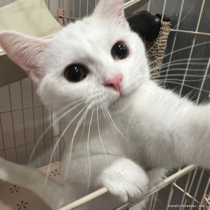 ID:2211-00615の子猫
