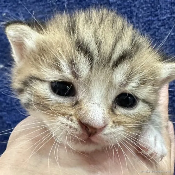 ID:2306-02159の子猫