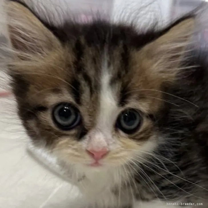 ID:2305-01000の子猫