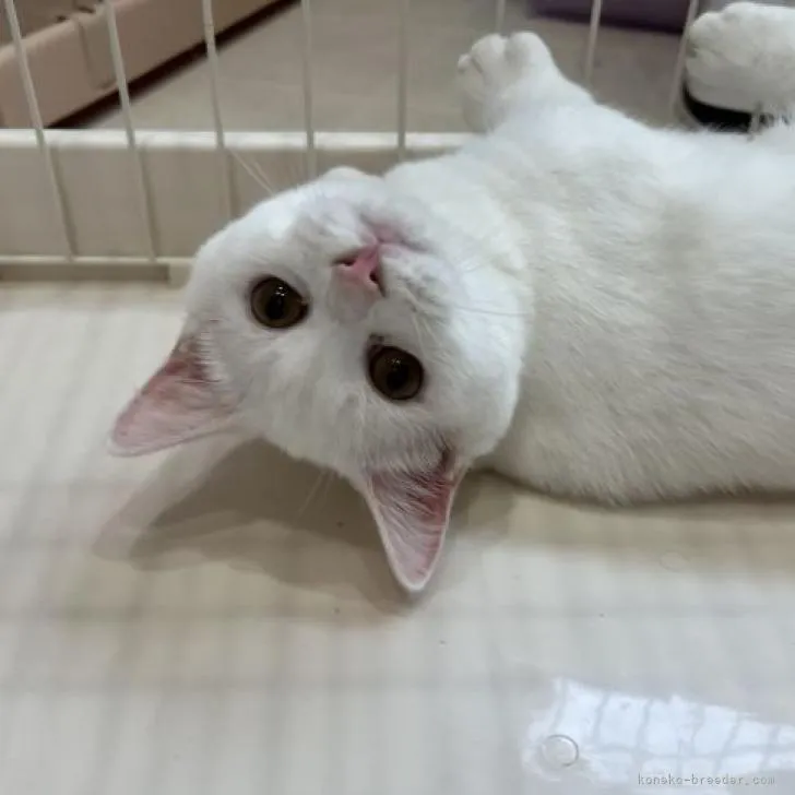 ID:2209-01304の子猫