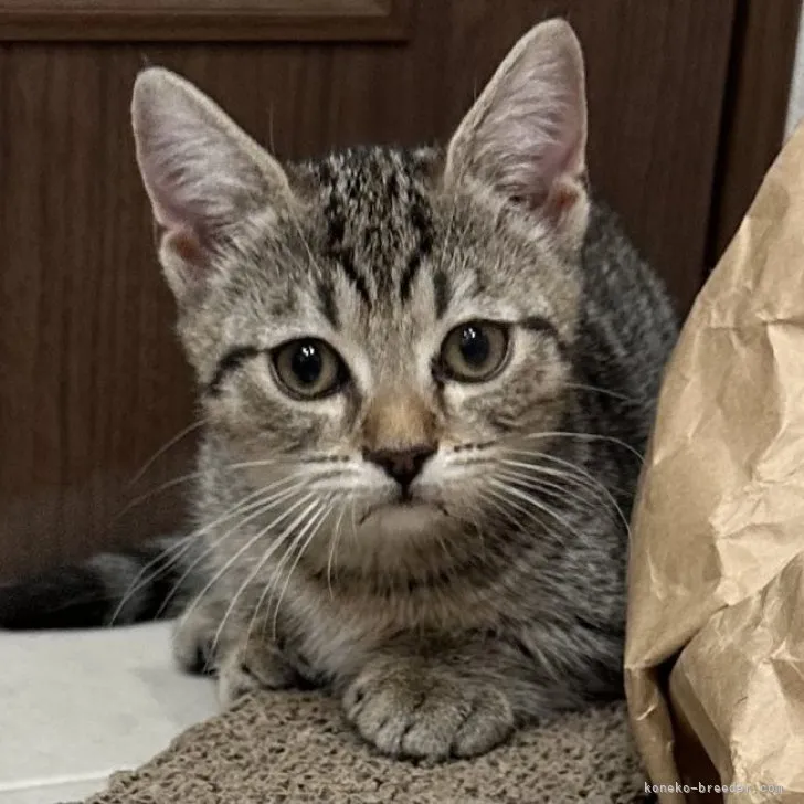ID:2305-03648の子猫