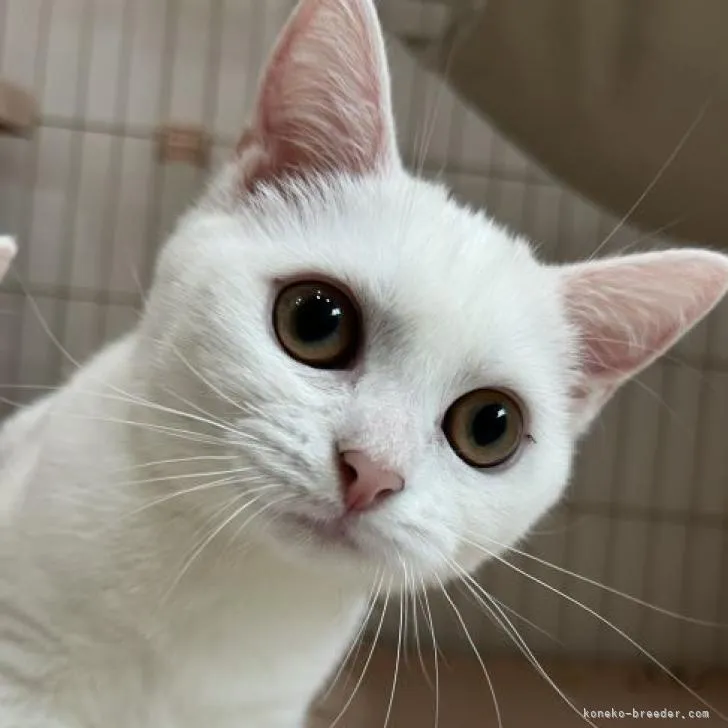 ID:2209-01690の子猫