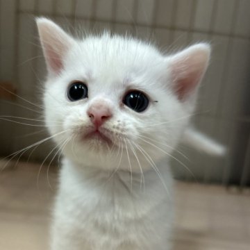 マンチカン(長足)【宮崎県・男の子・2024年8月14日・ホワイト（短毛）】の写真「真っ白い長足くん」