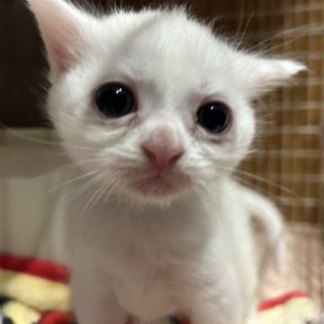 マンチカン(長足)【宮崎県・女の子・2025年1月19日・ホワイト（短毛）】の写真「元気な女の子♡」