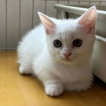 マンチカン(短足)【宮崎県・女の子・2025年1月19日・ホワイト（短毛）】の写真「白い短足ちゃん♡」