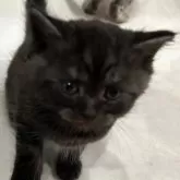 ラムキン