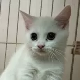 マンチカン(短足)