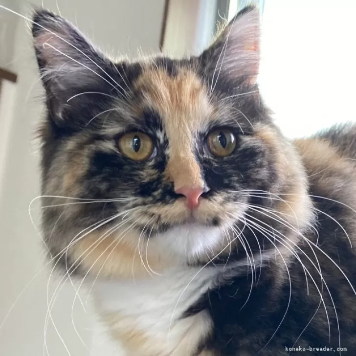 ID:2401-00643の子猫