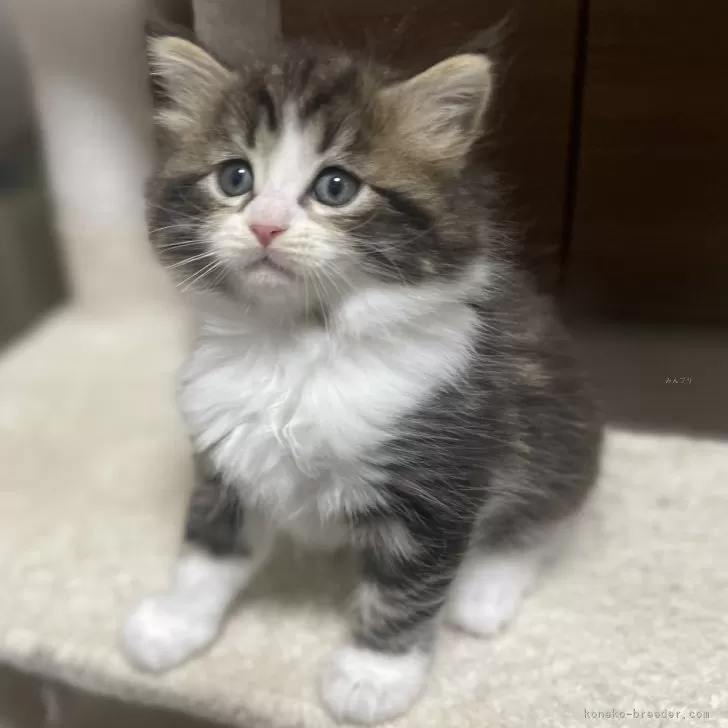 ID:2502-01994の子猫