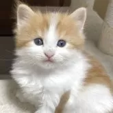 サイベリアン