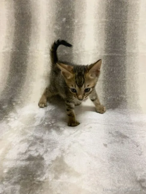 ID:2110-00949の子猫