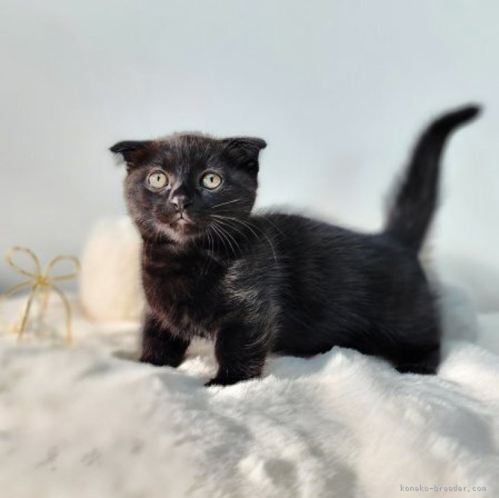 幸せを運ぶ黒猫ちゃんです♪ | マンチカン(短足)