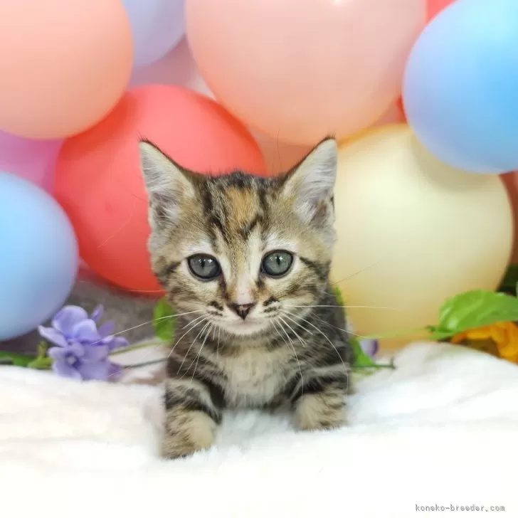 ID:2406-02195の子猫