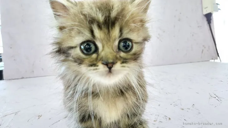 ID:2206-00039の子猫