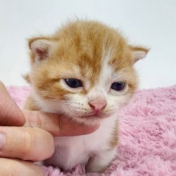 マンチカン(短足)【茨城県・男の子・2023年6月19日・レッドタビーホワイト】の写真「短足可愛いマンチカンの男の子です♪」