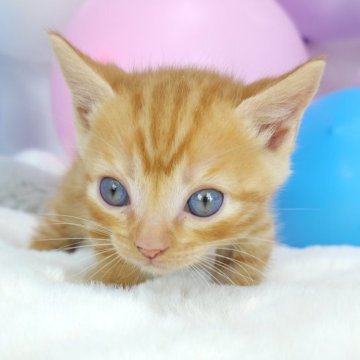 マンチカンの子猫を探す｜ブリーダー直販の子猫販売【みんなの子猫ブリーダー】