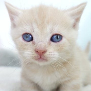 マンチカン(短足)【茨城県・男の子・2024年11月11日・クリームタビー】の写真「短い足がとっても可愛い❣️おとこのこ🩵」