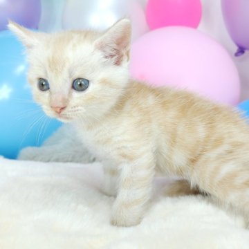 マンチカン(長足)【茨城県・男の子・2024年6月22日・クリームタビー】の写真「淡いお色が可愛い中足くん💙」