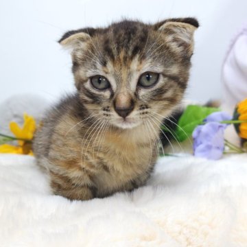 マンチカン(短足)【茨城県・女の子・2024年5月3日・ブラウンタビー】の写真「パパ譲りの短足が可愛い女の子🩷」