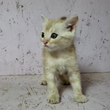 マンチカン(長足)【茨城県・男の子・2022年7月3日・レッドスポテッドタビー】の写真「好奇心旺盛な男の子♪」