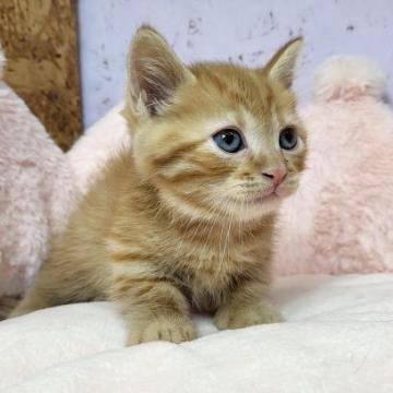 マンチカン(短足)【茨城県・男の子・2022年8月27日・レッドタビー】の写真「大人気短足マンチカンの男の子♪」