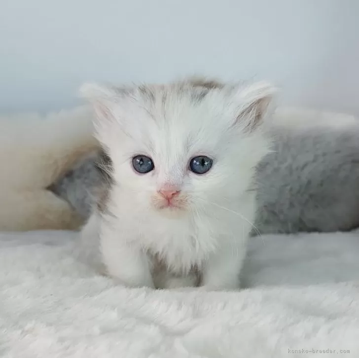 ピンクのお鼻がかわいい女の子🐾 | マンチカン(短足)