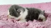 ブリティッシュショートヘア【茨城県・男の子・2023年6月9日・ブルーホワイト】の写真3