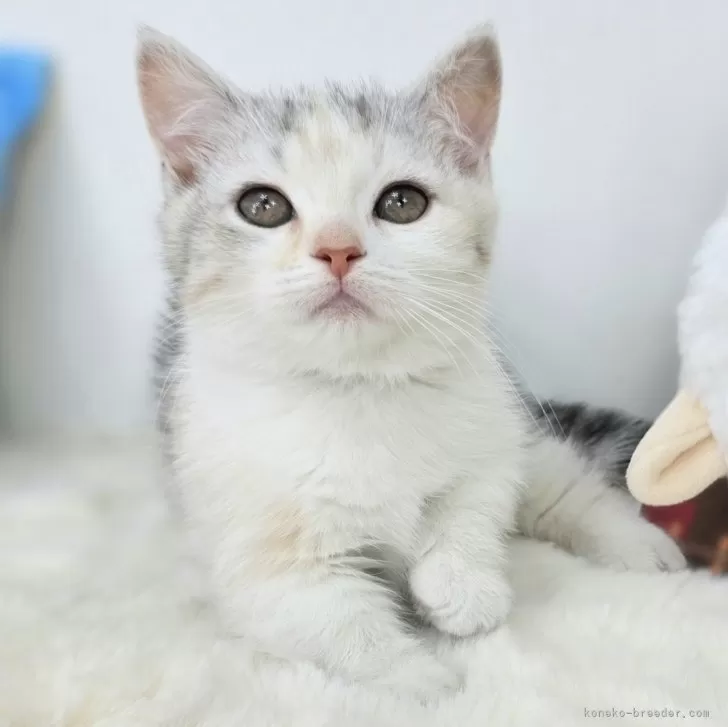ID:2504-01917の子猫