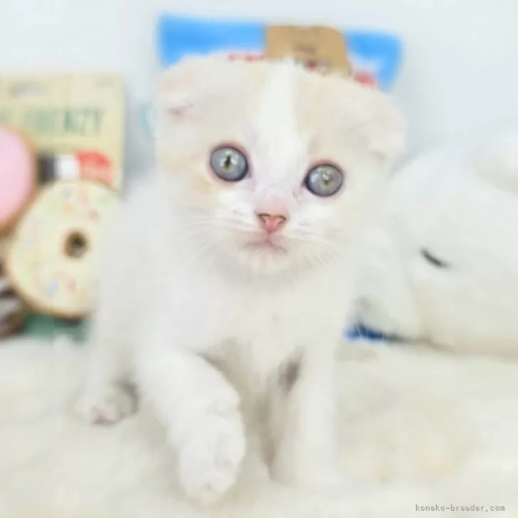 K.H 様のお迎えした子猫