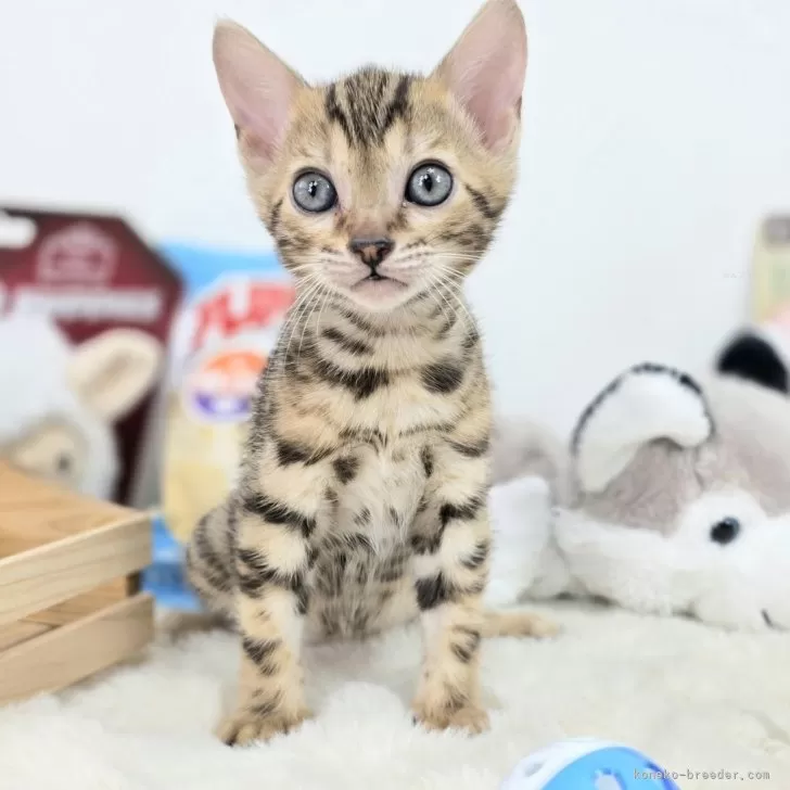 teru 様のお迎えした子猫