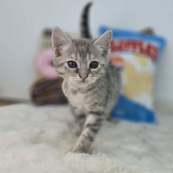 S.I 様のお迎えした子猫
