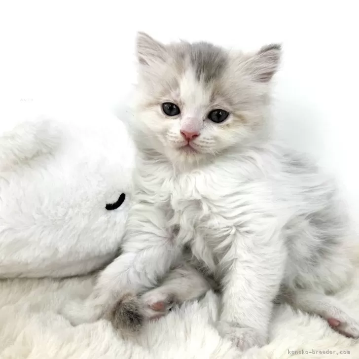 ID：2503-01399の子猫