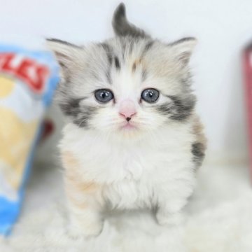 マンチカン(短足)【茨城県・女の子・2025年2月20日・ダイリュートキャリコ（セミロング）】の写真「キラキラビームで、やられそう！」
