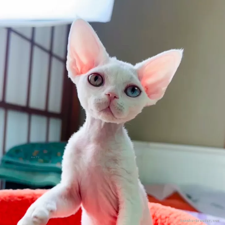 Y.K 様のお迎えした子猫