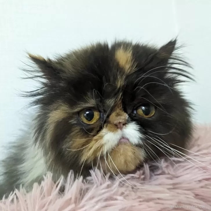 ID:2311-01185の子猫