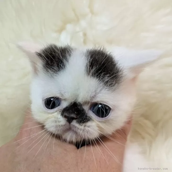 A.M 様のお迎えした子猫
