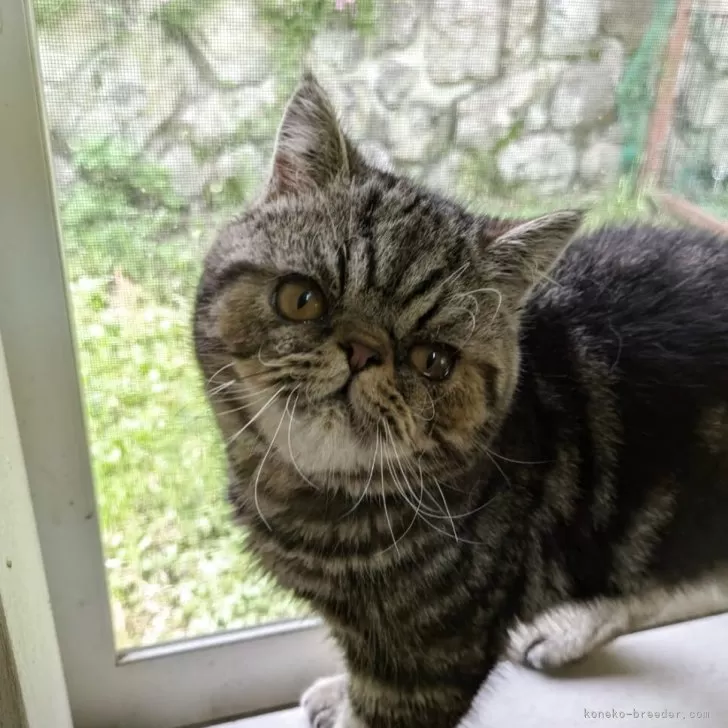 ID:2412-01239の子猫