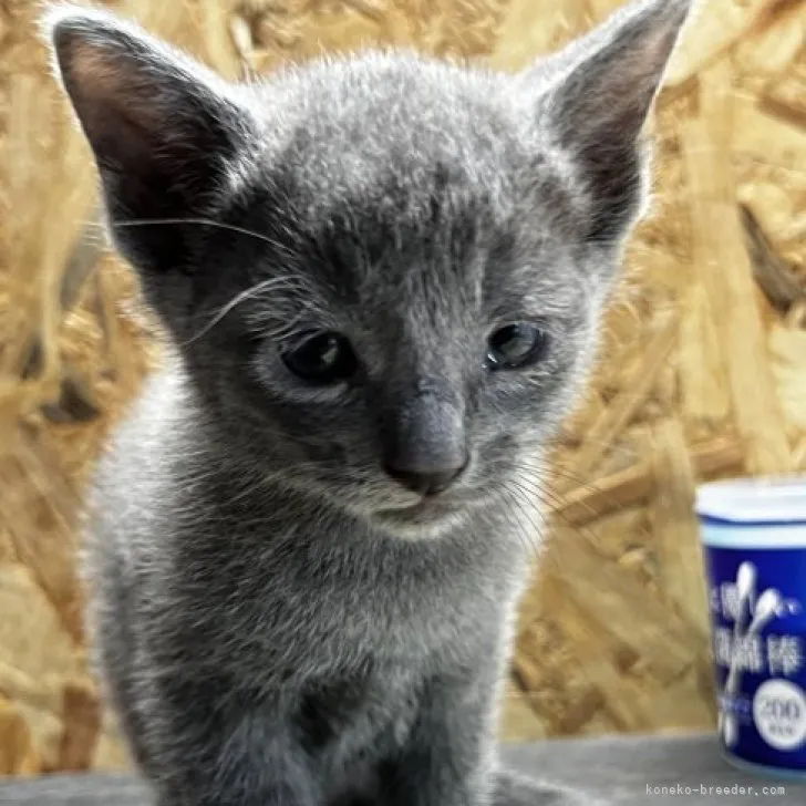 ID:2307-00334の子猫
