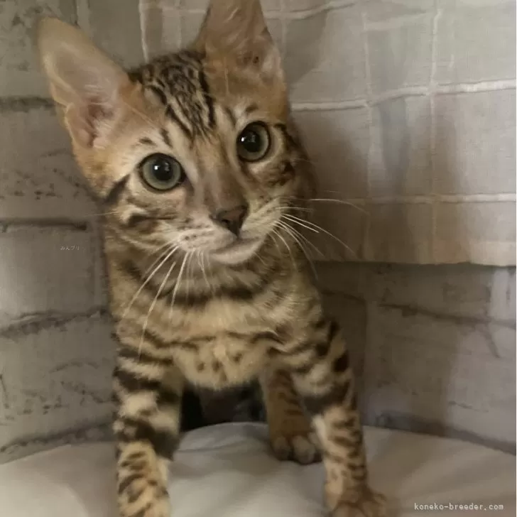ID:2404-03685の子猫