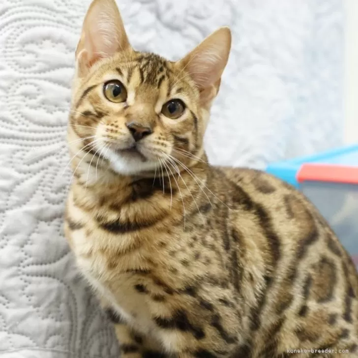 ID:2501-01245の子猫