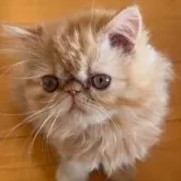 エキゾチックロングヘア