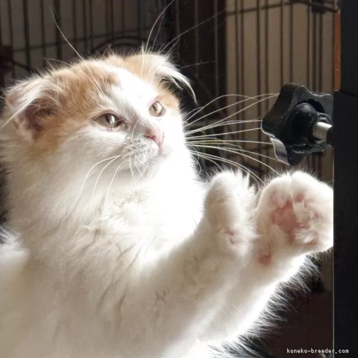 ID:2503-00522の子猫