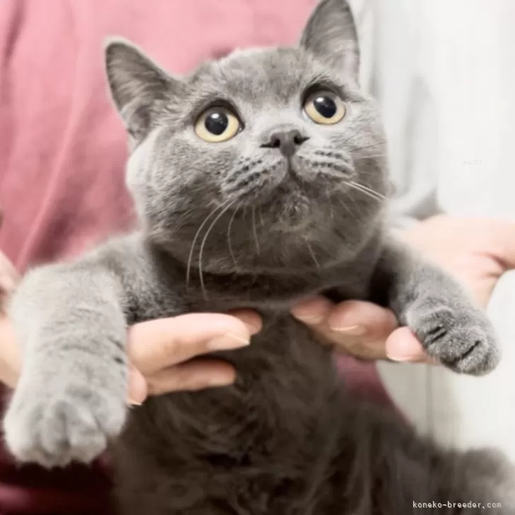 ID:2411-02992の子猫