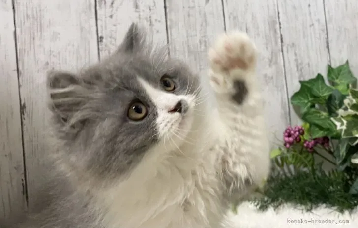 ID:2111-00034の子猫