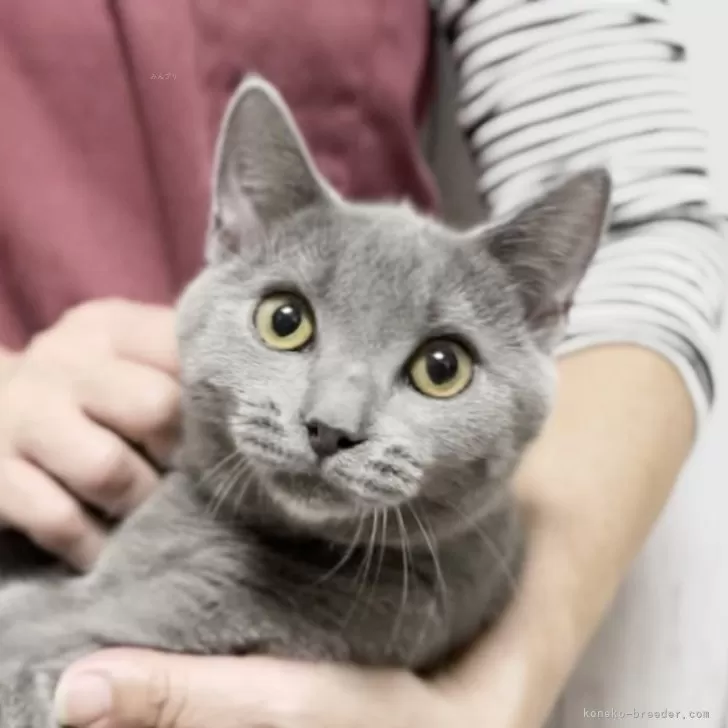 なお 様のお迎えした子猫