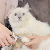 ブリティッシュロングヘア