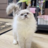 ブリティッシュロングヘア