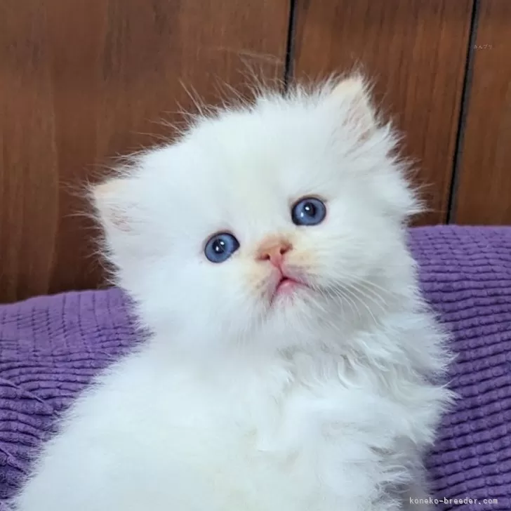 ID:2408-01426の子猫