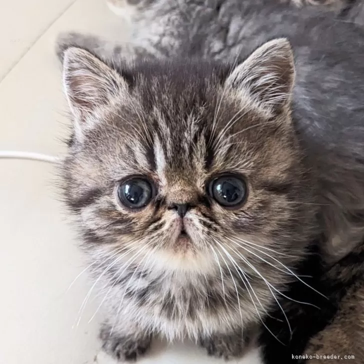 ID:2502-01652の子猫