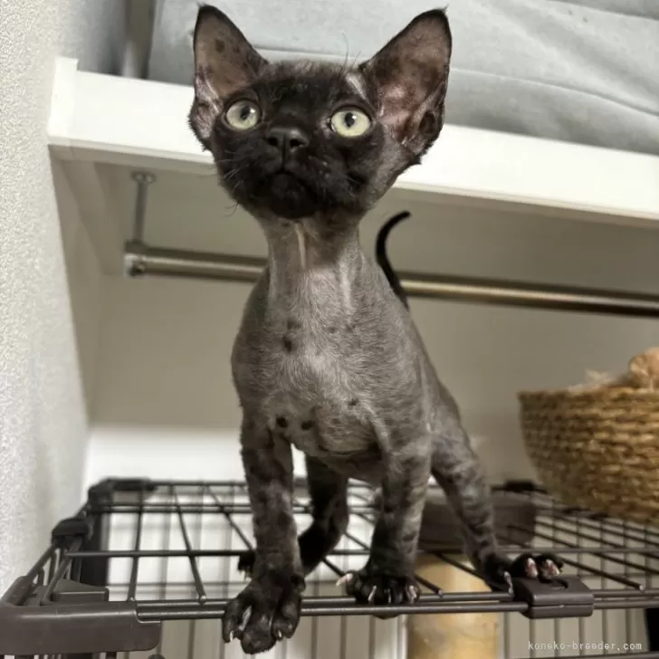 ID:2502-00674の子猫
